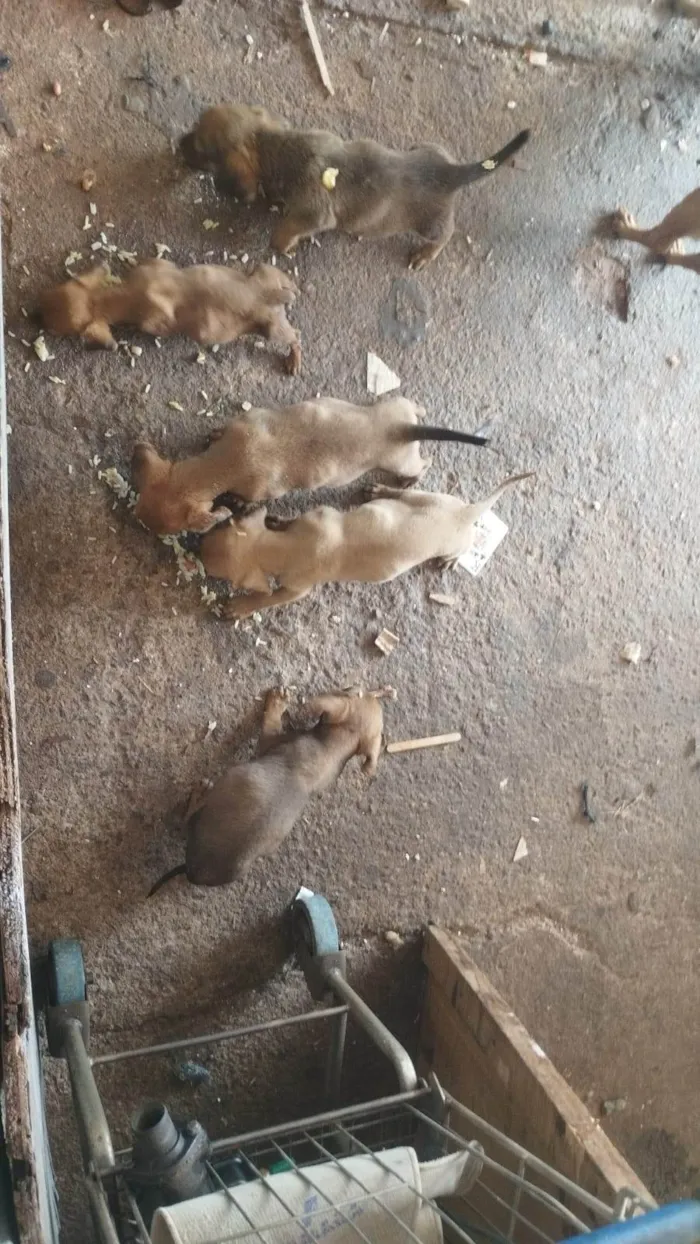 Cachorro ra a SRD-ViraLata idade 2 a 6 meses nome São 6 filhotes