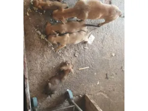 Cachorro raça SRD-ViraLata idade 2 a 6 meses nome São 6 filhotes