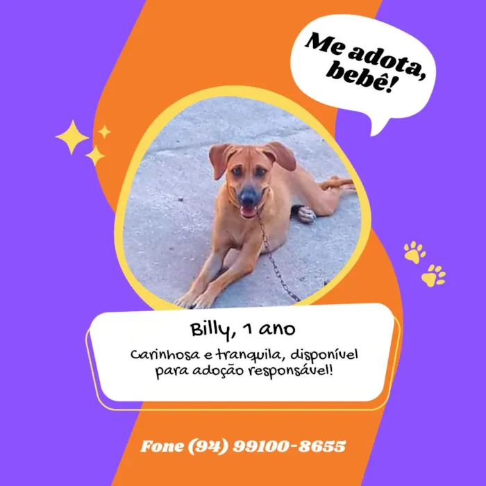 Cachorro ra a SRD-ViraLata idade 1 ano nome BILLY