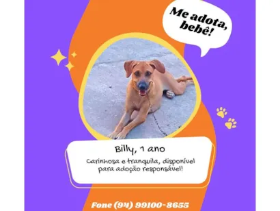Cachorro raça SRD-ViraLata idade 1 ano nome BILLY