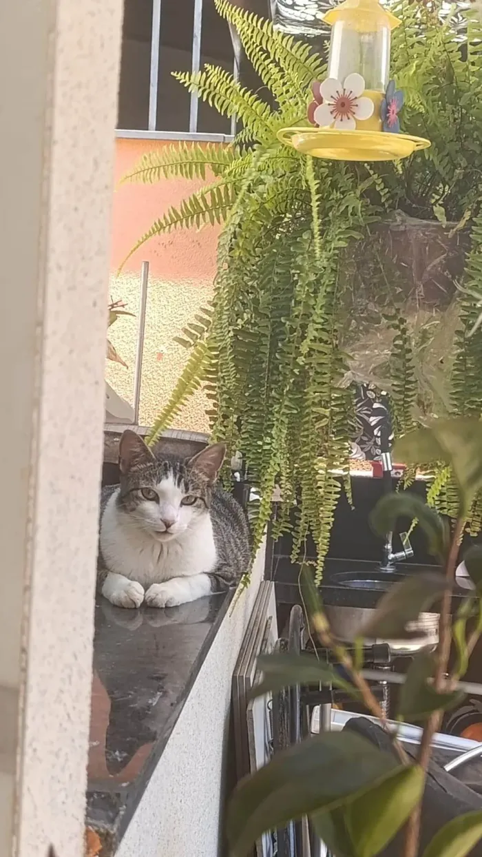 Gato ra a SRD-ViraLata idade 2 anos nome Luigi