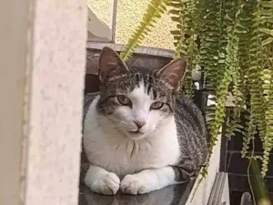 Gato raça SRD-ViraLata idade 2 anos nome Luigi