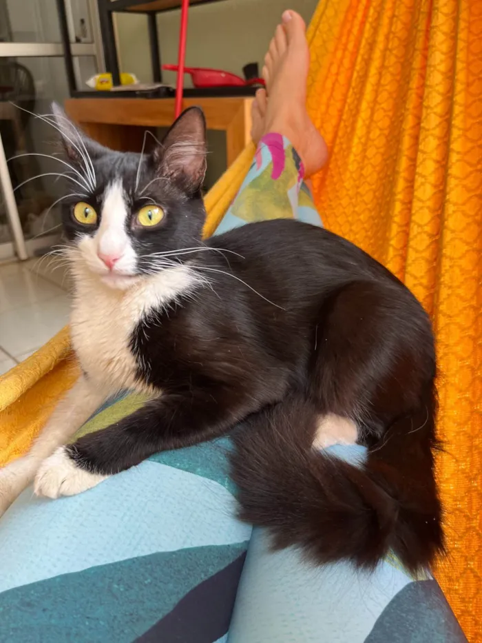 Gato ra a SRD-ViraLata idade 1 ano nome ESTRELA