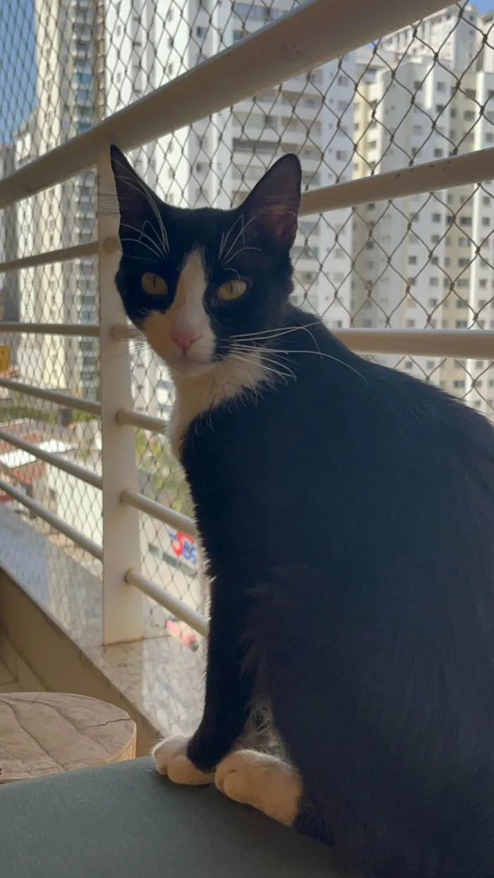 Gato ra a SRD-ViraLata idade 1 ano nome ESTRELA