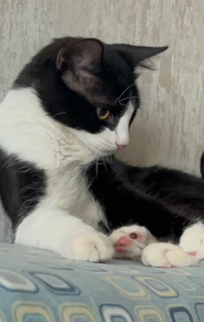 Gato ra a SRD-ViraLata idade 1 ano nome ESTRELA