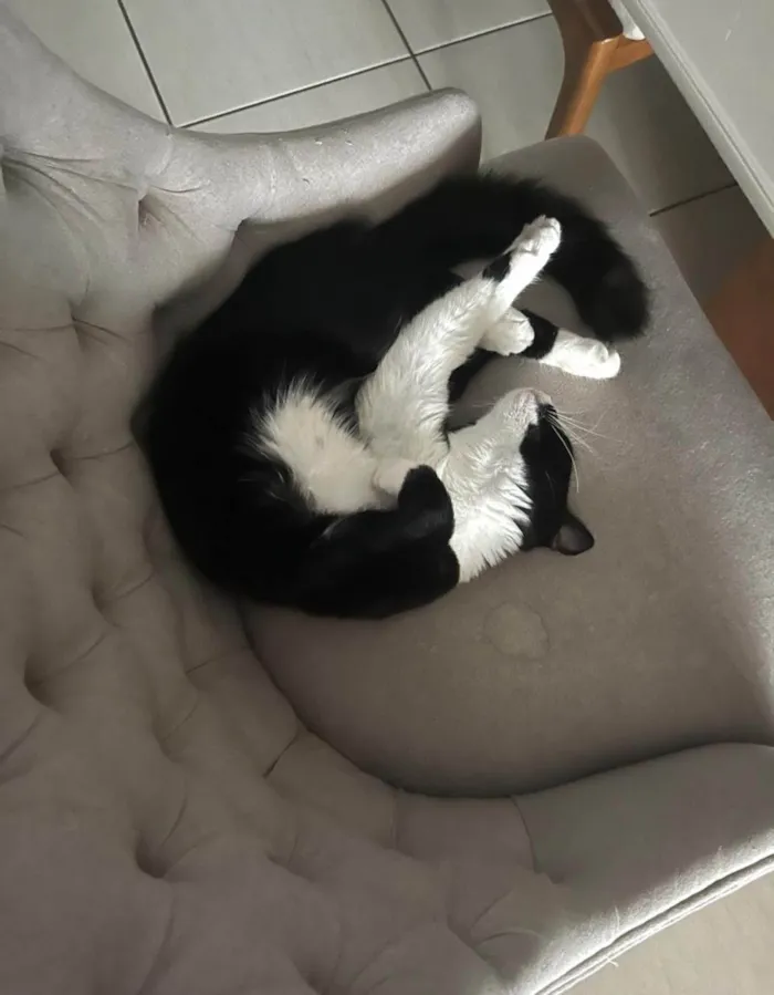 Gato ra a SRD-ViraLata idade 1 ano nome ESTRELA