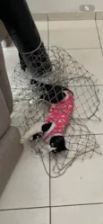 ESTRELA