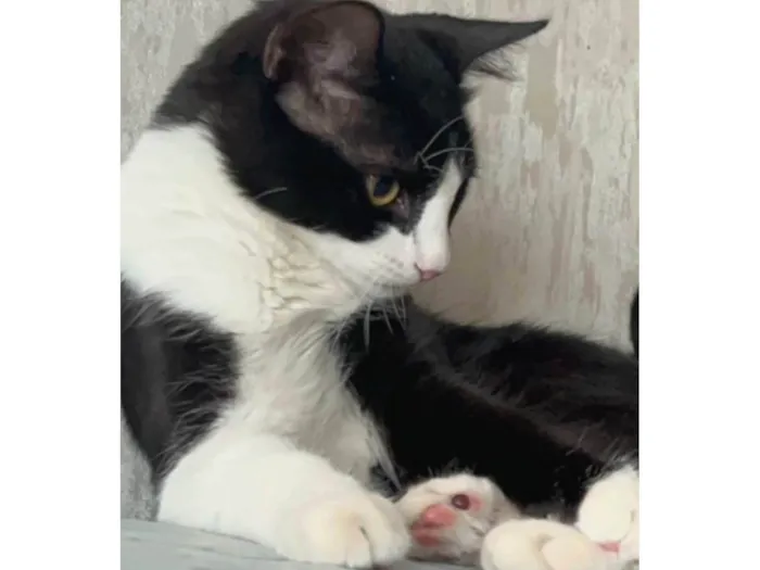 Gato ra a SRD-ViraLata idade 1 ano nome ESTRELA