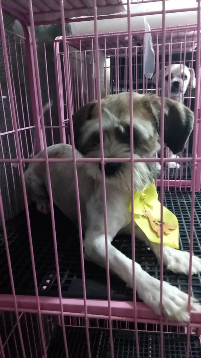 Cachorro ra a Shitzu idade 2 anos nome Apólo 