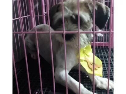 Cachorro raça Shitzu idade 2 anos nome Apólo 