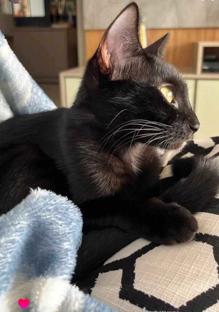 Gato ra a SRD-ViraLata idade 1 ano nome PANTERA