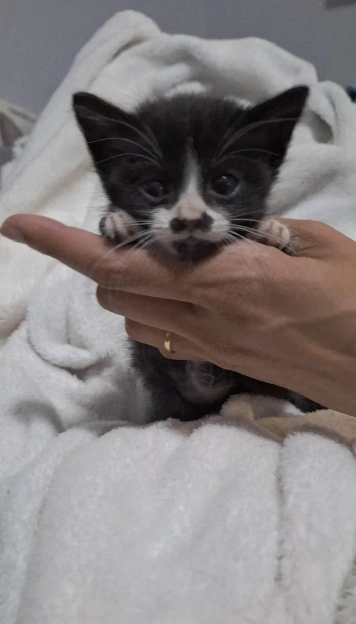 Gato ra a SRD-ViraLata idade Abaixo de 2 meses nome Sem nome