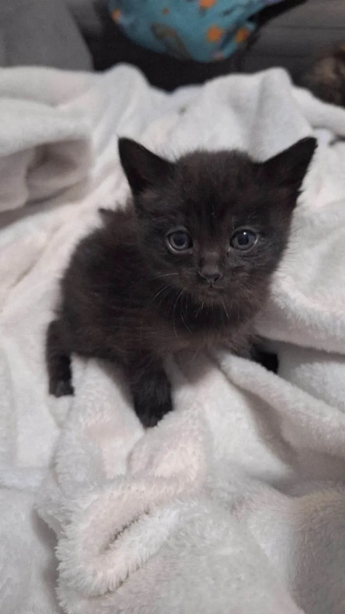 Gato ra a SRD-ViraLata idade Abaixo de 2 meses nome Sem nome