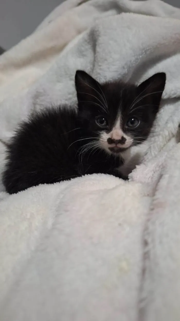 Gato ra a SRD-ViraLata idade Abaixo de 2 meses nome Sem nome