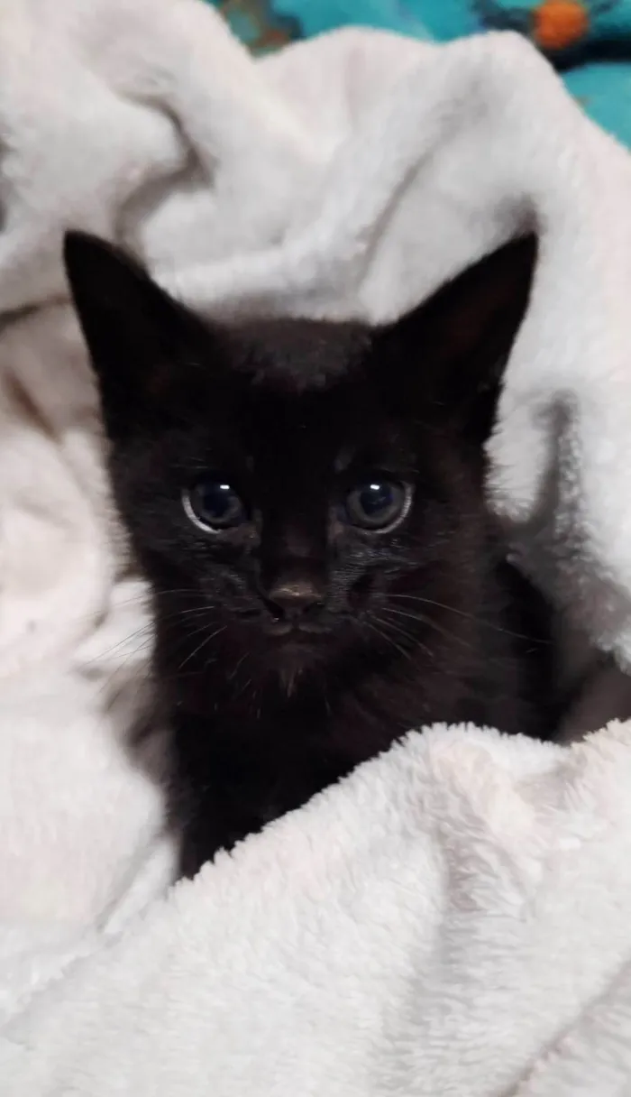 Gato ra a SRD-ViraLata idade Abaixo de 2 meses nome Sem nome