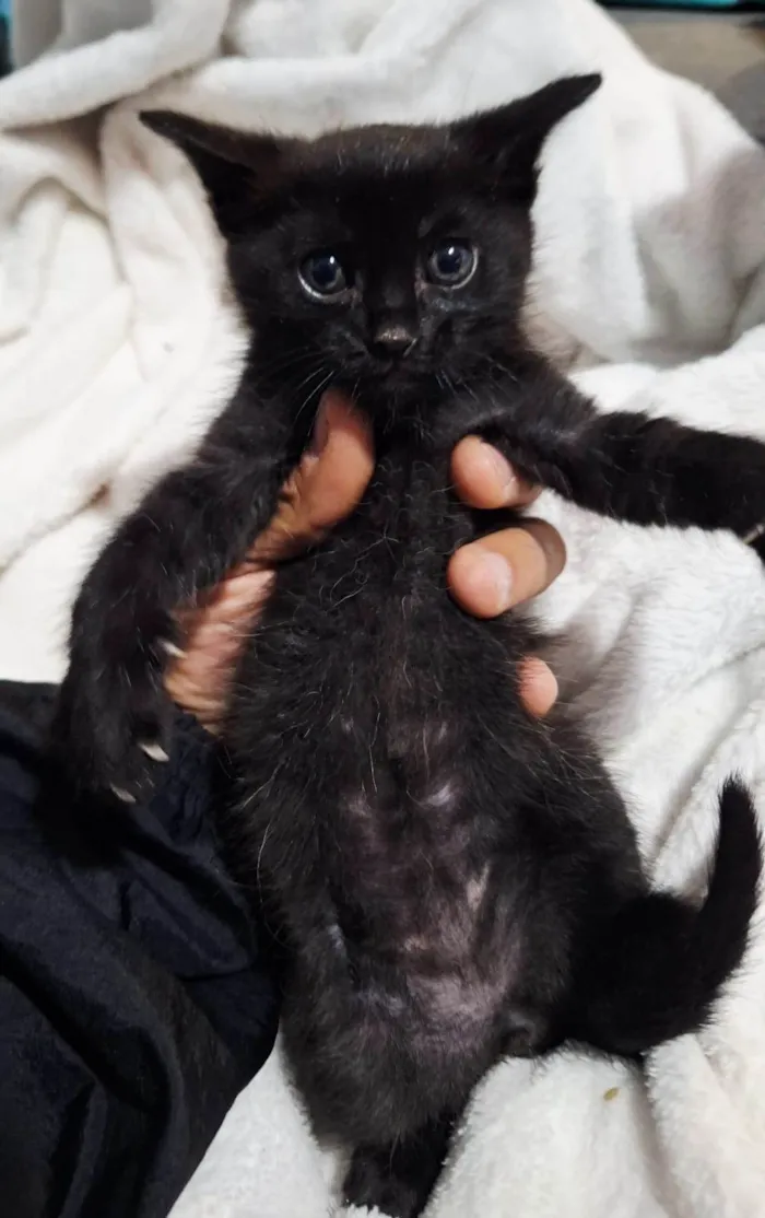 Gato ra a SRD-ViraLata idade Abaixo de 2 meses nome Sem nome