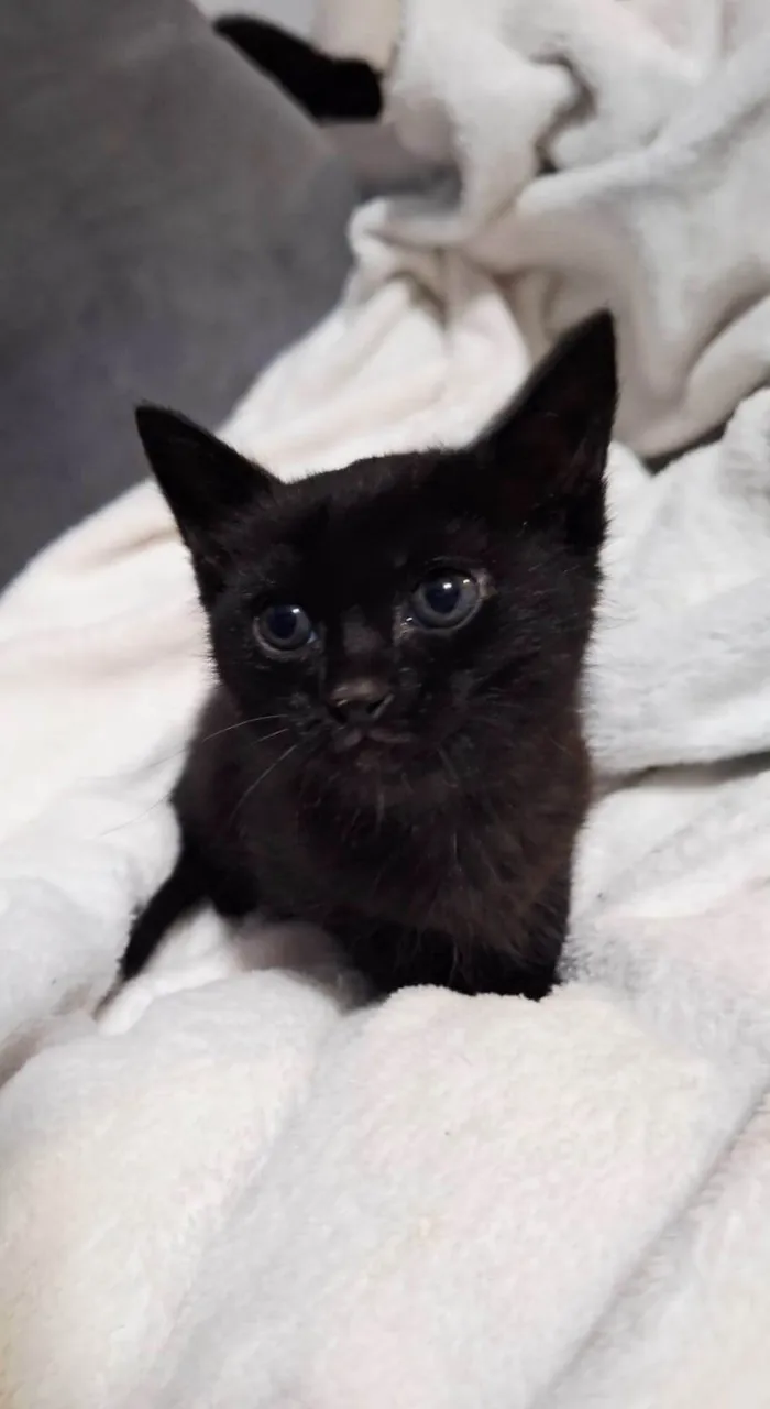 Gato ra a SRD-ViraLata idade Abaixo de 2 meses nome Sem nome