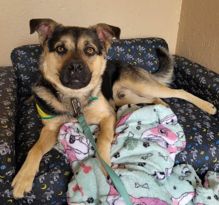 Cachorro ra a SRD-ViraLata idade 1 ano nome Thor