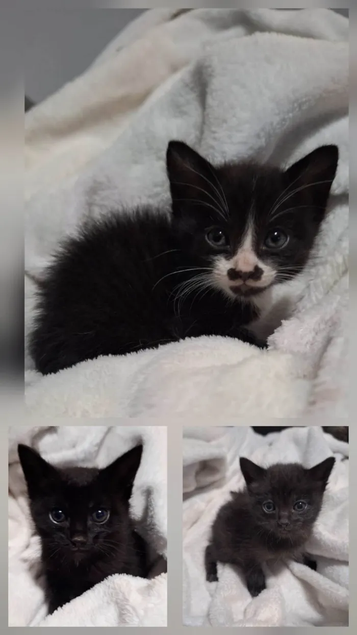 Gato ra a SRD-ViraLata idade Abaixo de 2 meses nome Sem nome