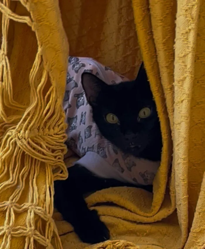 Gato ra a SRD-ViraLata idade 1 ano nome PANTERA