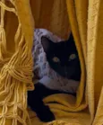 PANTERA