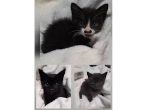 Gato raça SRD-ViraLata idade Abaixo de 2 meses nome Sem nome