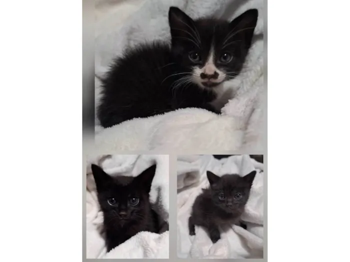Gato ra a SRD-ViraLata idade Abaixo de 2 meses nome Sem nome