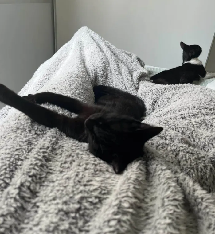 Gato ra a SRD-ViraLata idade 1 ano nome PANTERA