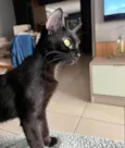 PANTERA