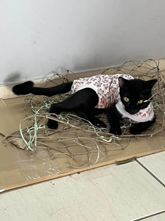 Gato ra a SRD-ViraLata idade 1 ano nome PANTERA