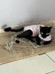 PANTERA