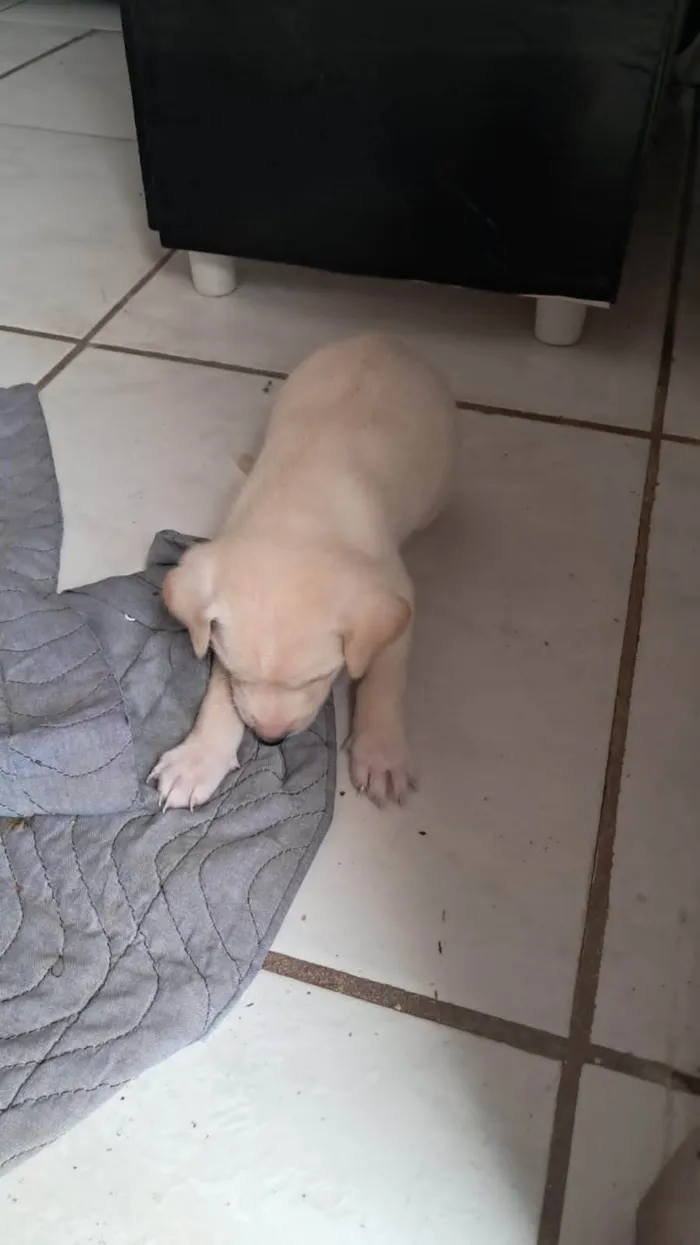 Cachorro ra a SRD-ViraLata idade Abaixo de 2 meses nome Sem nomes ainda