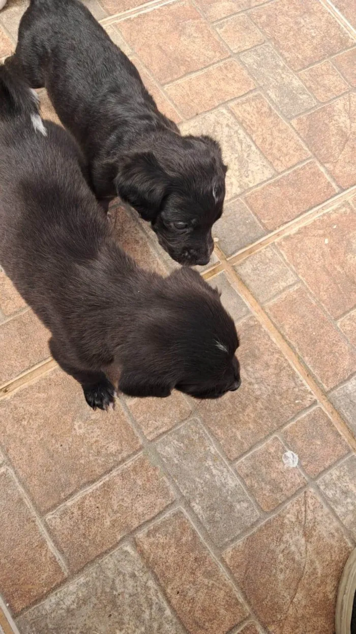 Cachorro ra a SRD-ViraLata idade Abaixo de 2 meses nome Sem nomes ainda