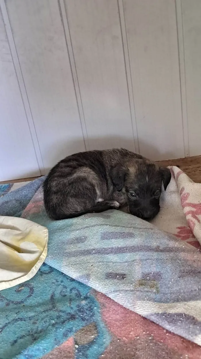 Cachorro ra a SRD-ViraLata idade Abaixo de 2 meses nome Sem nomes ainda