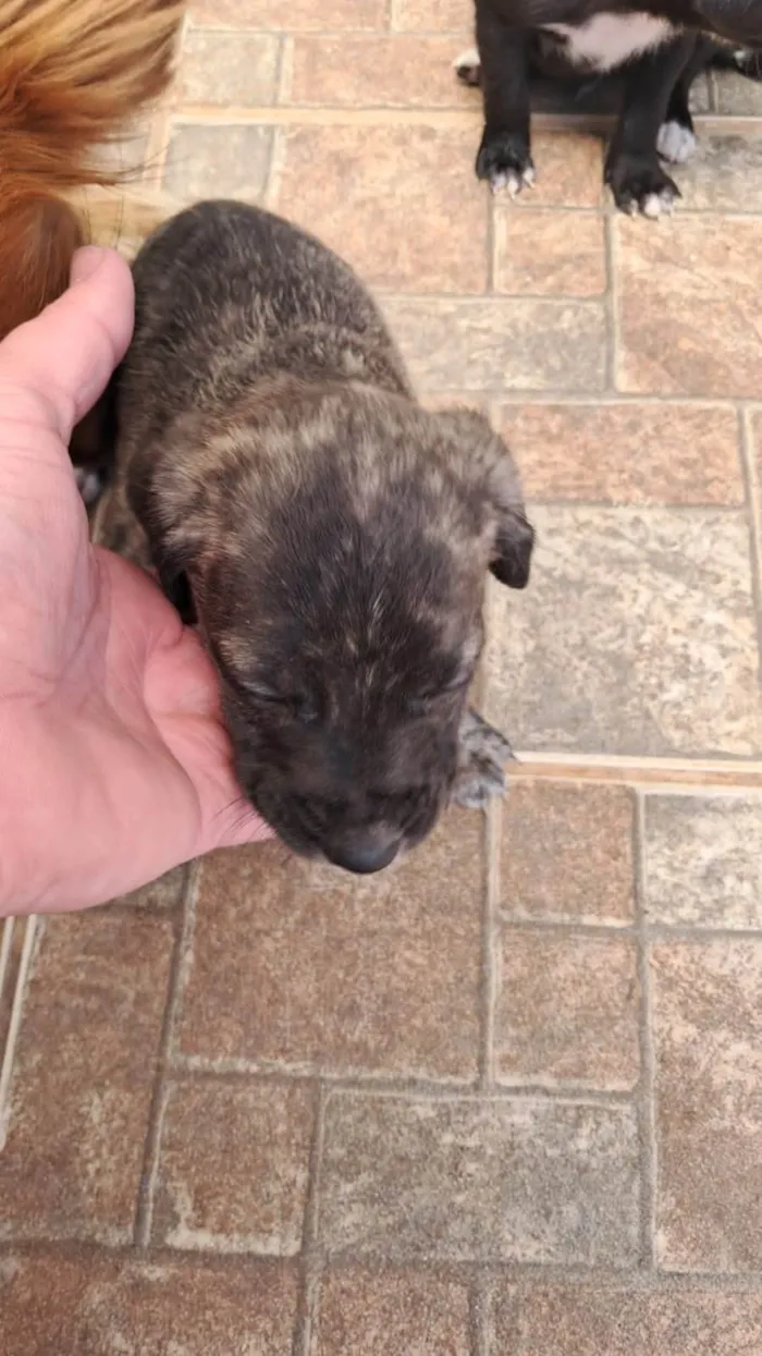 Cachorro ra a SRD-ViraLata idade Abaixo de 2 meses nome Sem nomes ainda