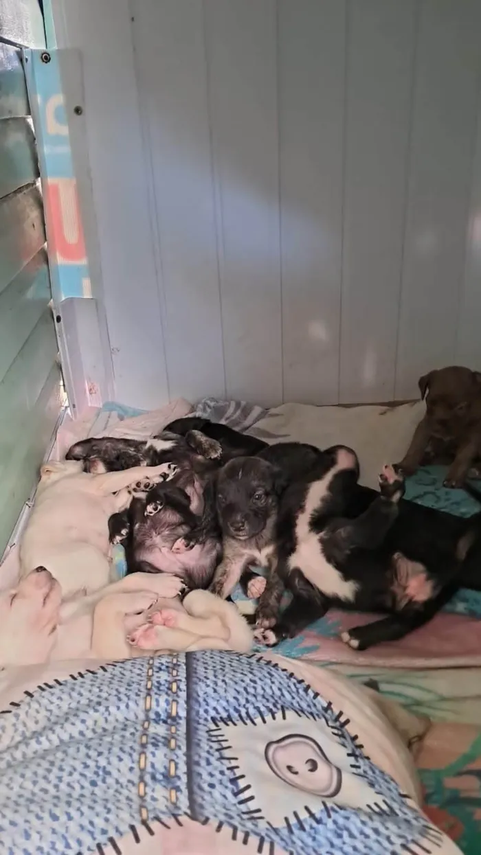 Cachorro ra a SRD-ViraLata idade Abaixo de 2 meses nome Sem nomes ainda