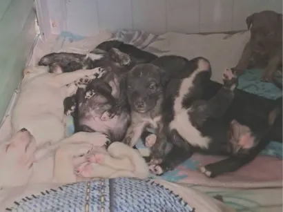 Cachorro raça SRD-ViraLata idade Abaixo de 2 meses nome Sem nomes ainda