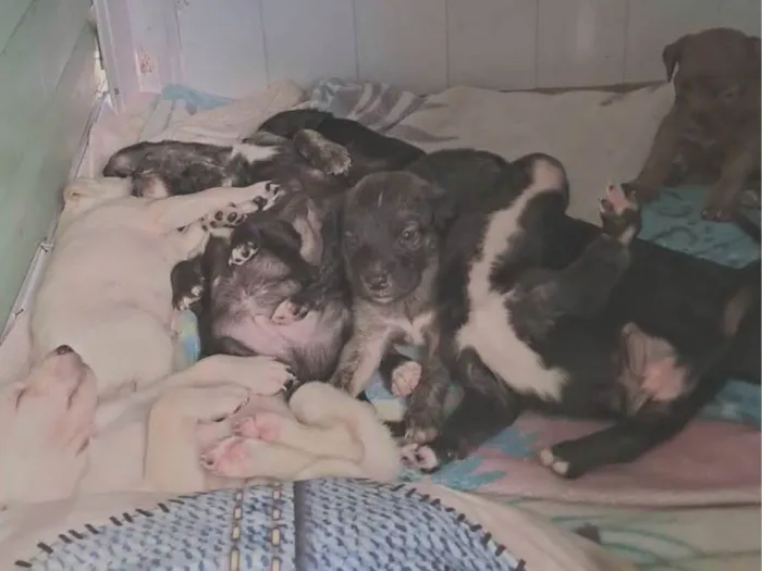 Cachorro ra a SRD-ViraLata idade Abaixo de 2 meses nome Sem nomes ainda