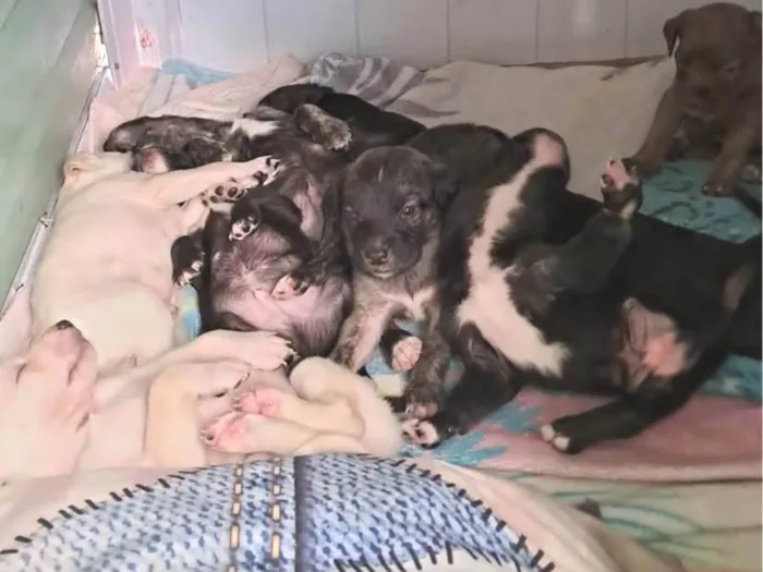 Cachorro ra a SRD-ViraLata idade Abaixo de 2 meses nome Sem nomes ainda
