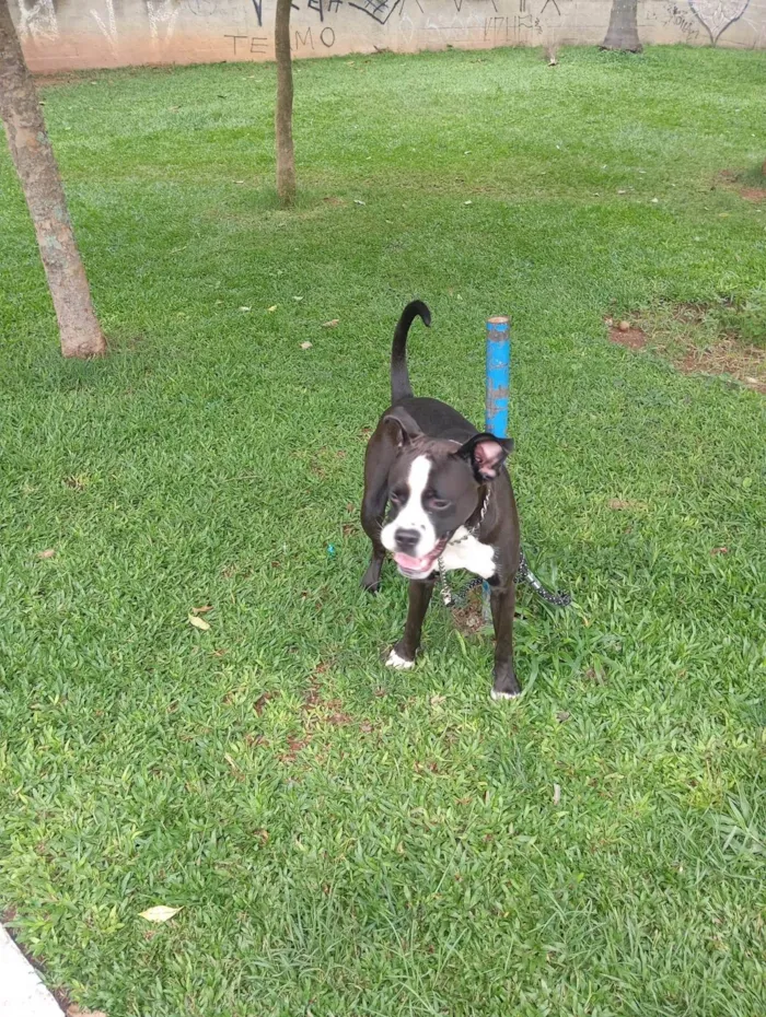 Cachorro ra a Pit-Bull idade 1 ano nome Tor 