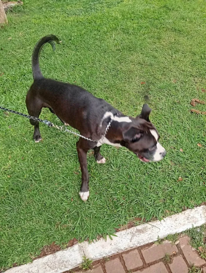 Cachorro ra a Pit-Bull idade 1 ano nome Tor 