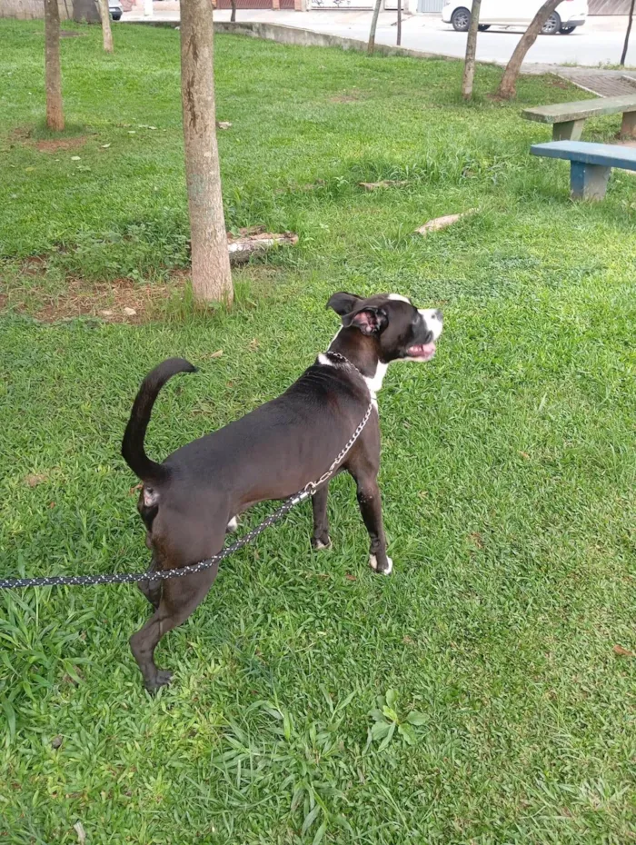 Cachorro ra a Pit-Bull idade 1 ano nome Tor 