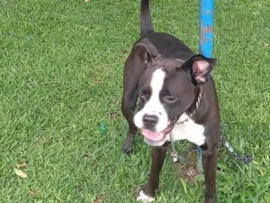 Cachorro raça Pit-Bull idade 1 ano nome Tor 