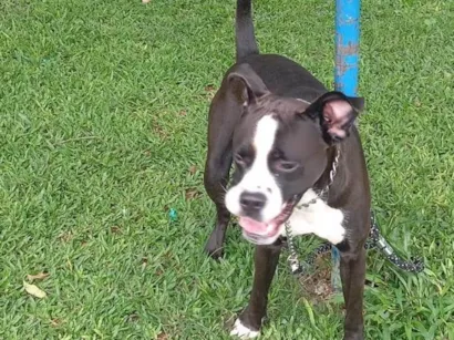 Cachorro raça Pit-Bull idade 1 ano nome Tor 