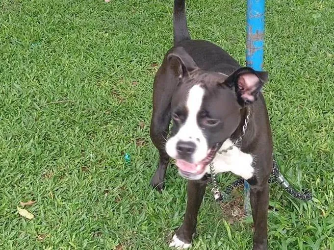 Cachorro ra a Pit-Bull idade 1 ano nome Tor 