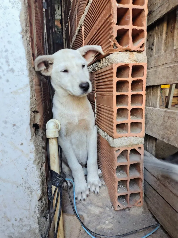 Cachorro ra a SRD-ViraLata idade 2 a 6 meses nome Betoven