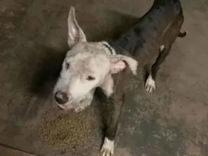 Cachorro raça Pit-Bull idade 1 ano nome Zeus