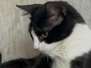 Gato raça SRD-ViraLata idade 1 ano nome ESTRELA