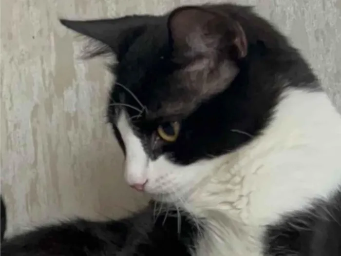 Gato ra a SRD-ViraLata idade 1 ano nome ESTRELA