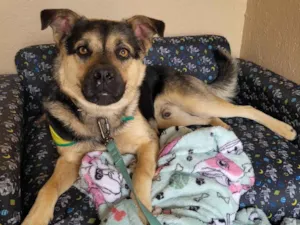 Cachorro raça SRD-ViraLata idade 1 ano nome Thor